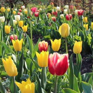 Garden Tours